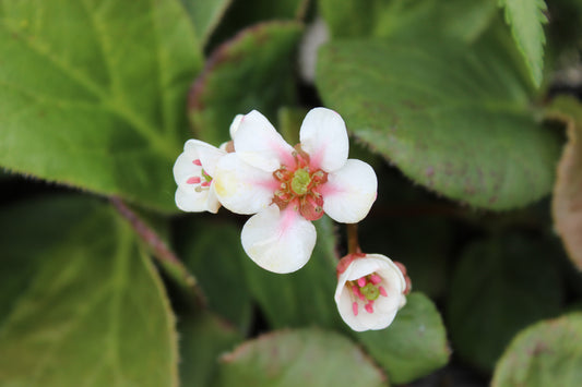 Bergenia Snow Cloud