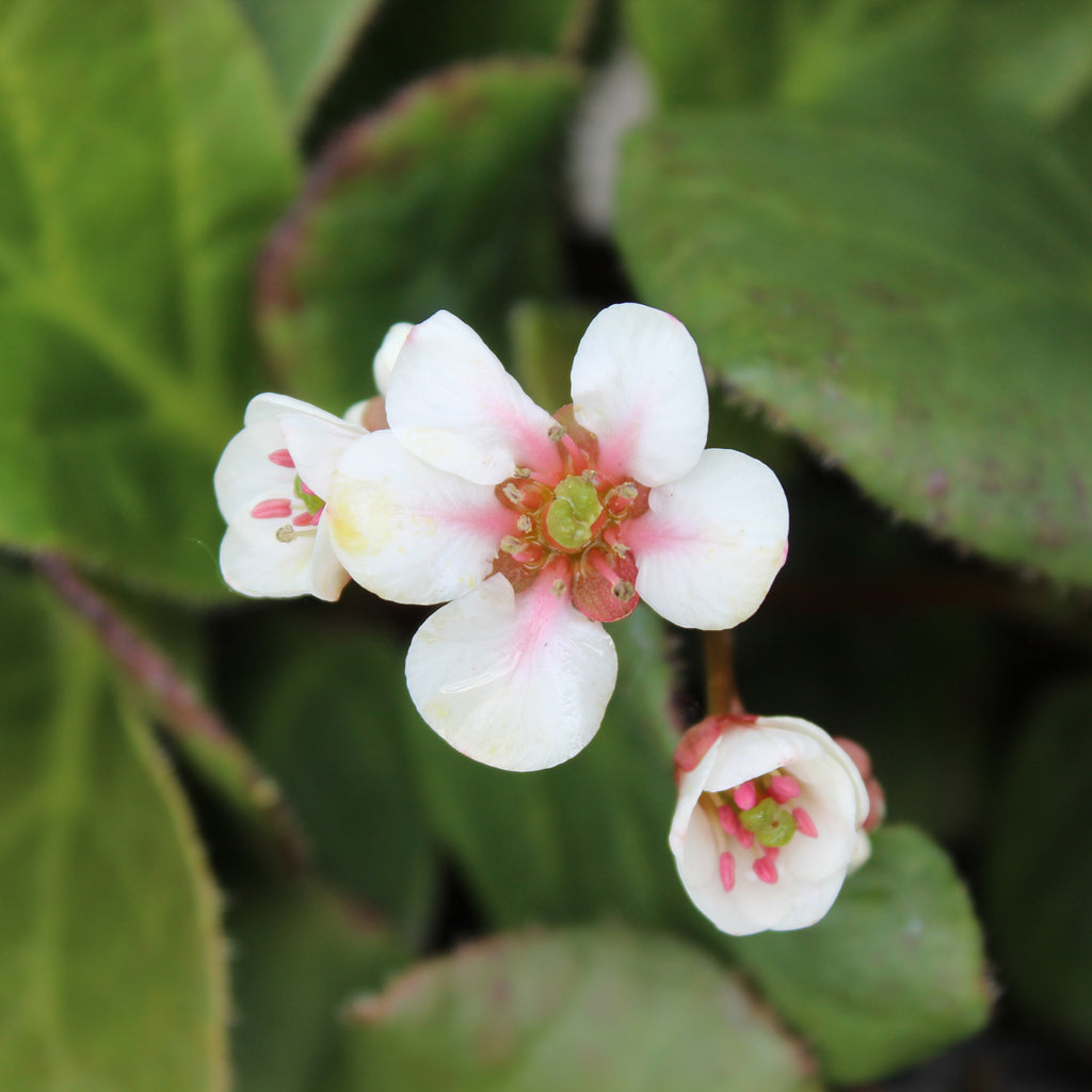 Bergenia Snow Cloud Image