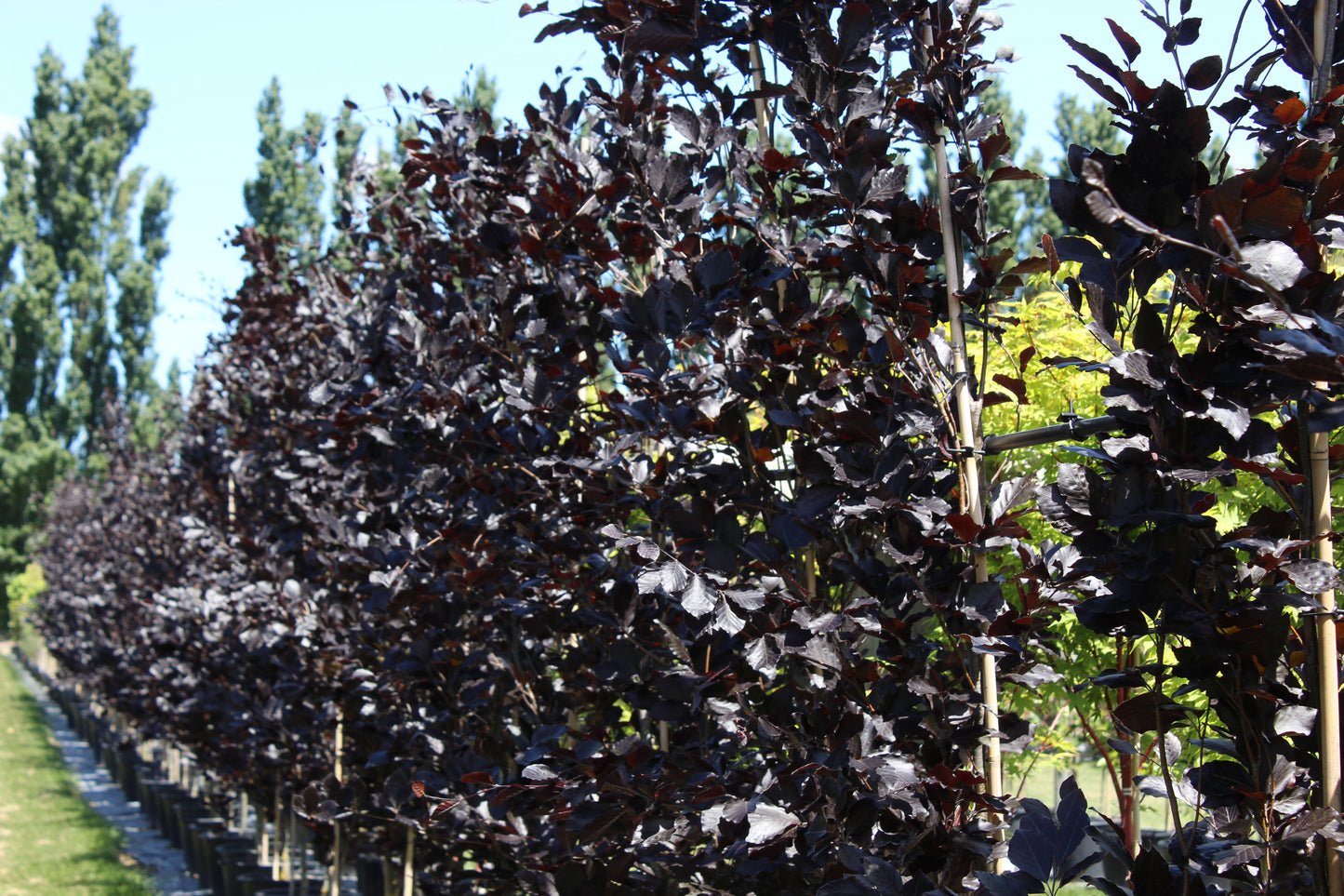 Fagus sylvatica Dawyck Purple