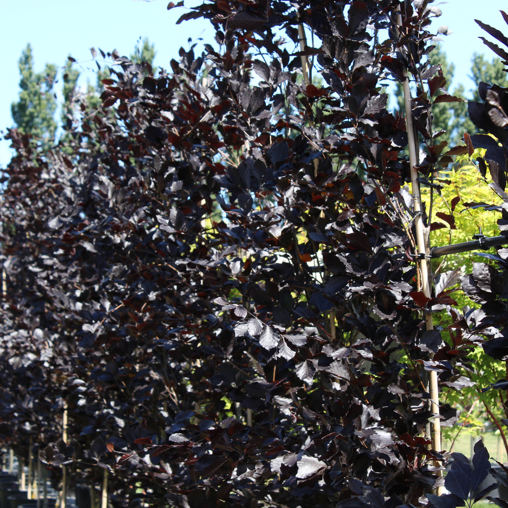 Fagus sylvatica Dawyck Purple Image