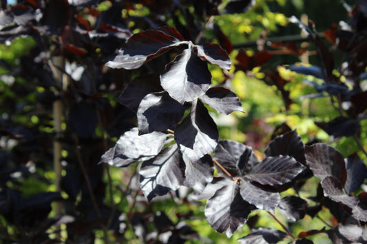 Fagus sylvatica Dawyck Purple