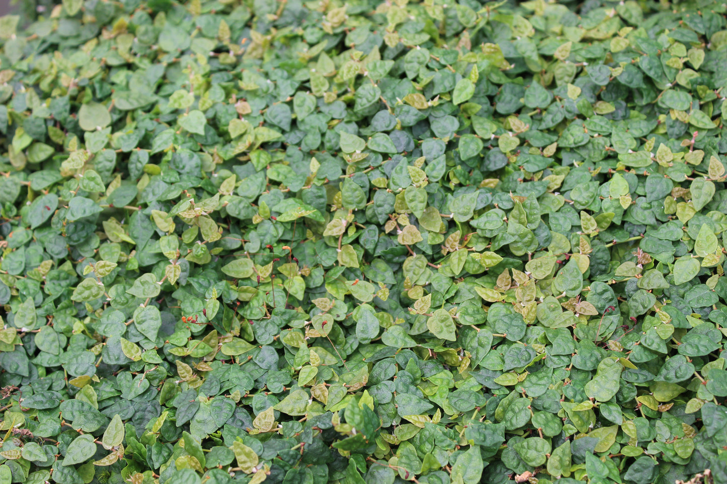 Ficus pumila minima