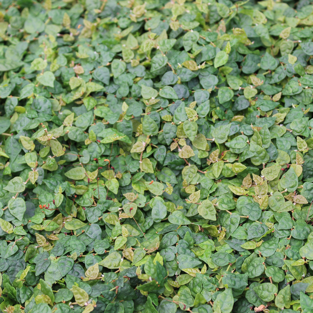 Ficus pumila minima Image