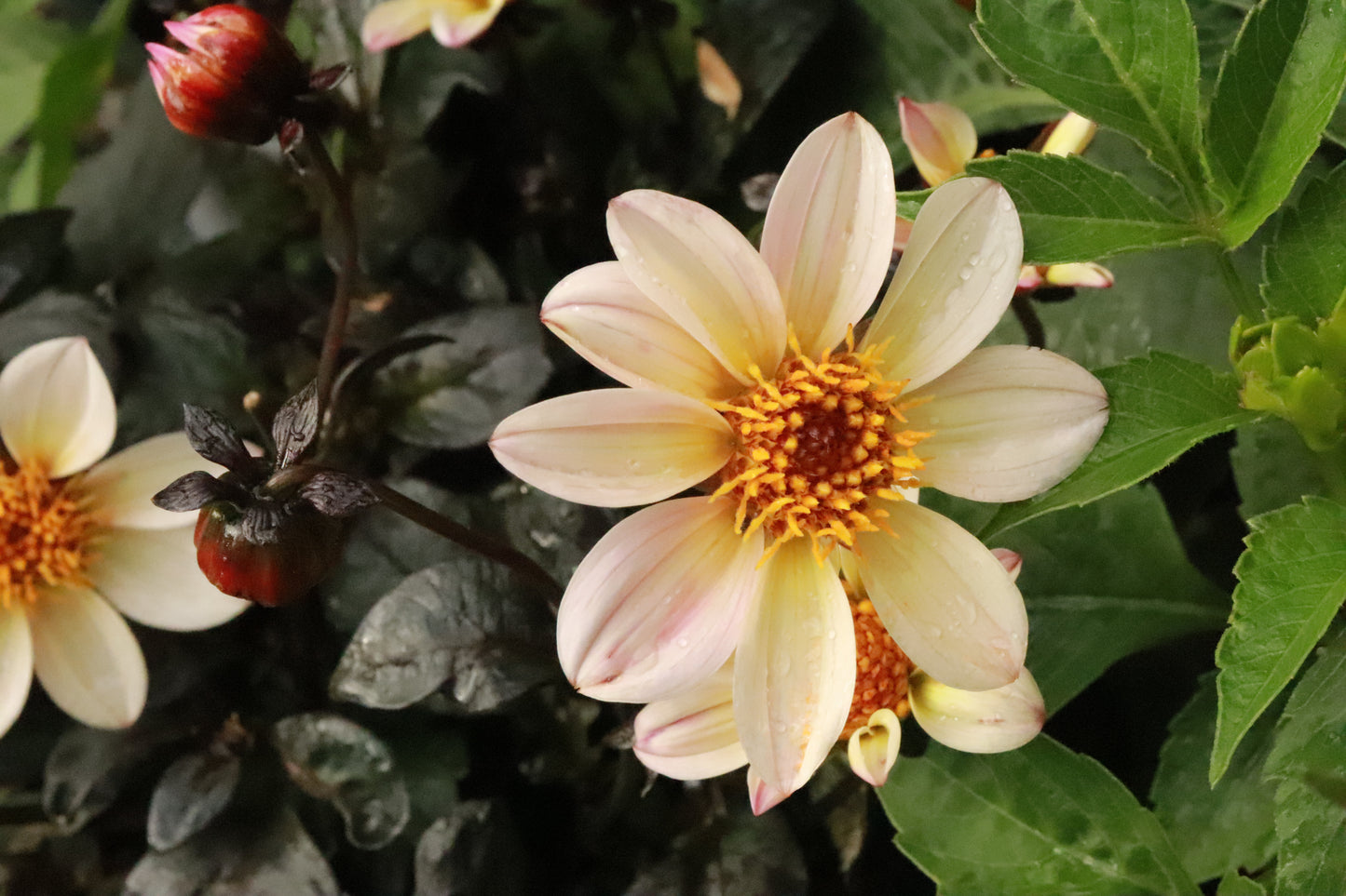 Dahlia Happy Cream