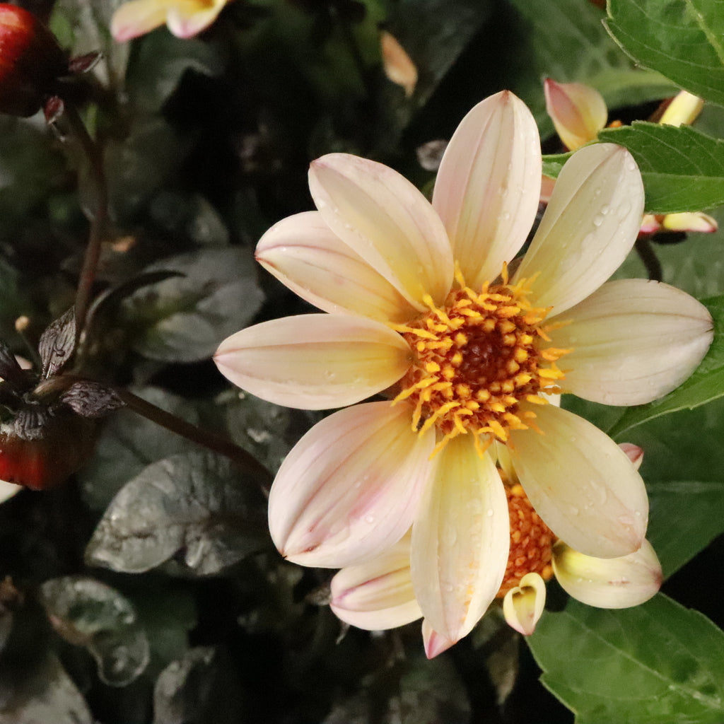 Dahlia Happy Cream Image