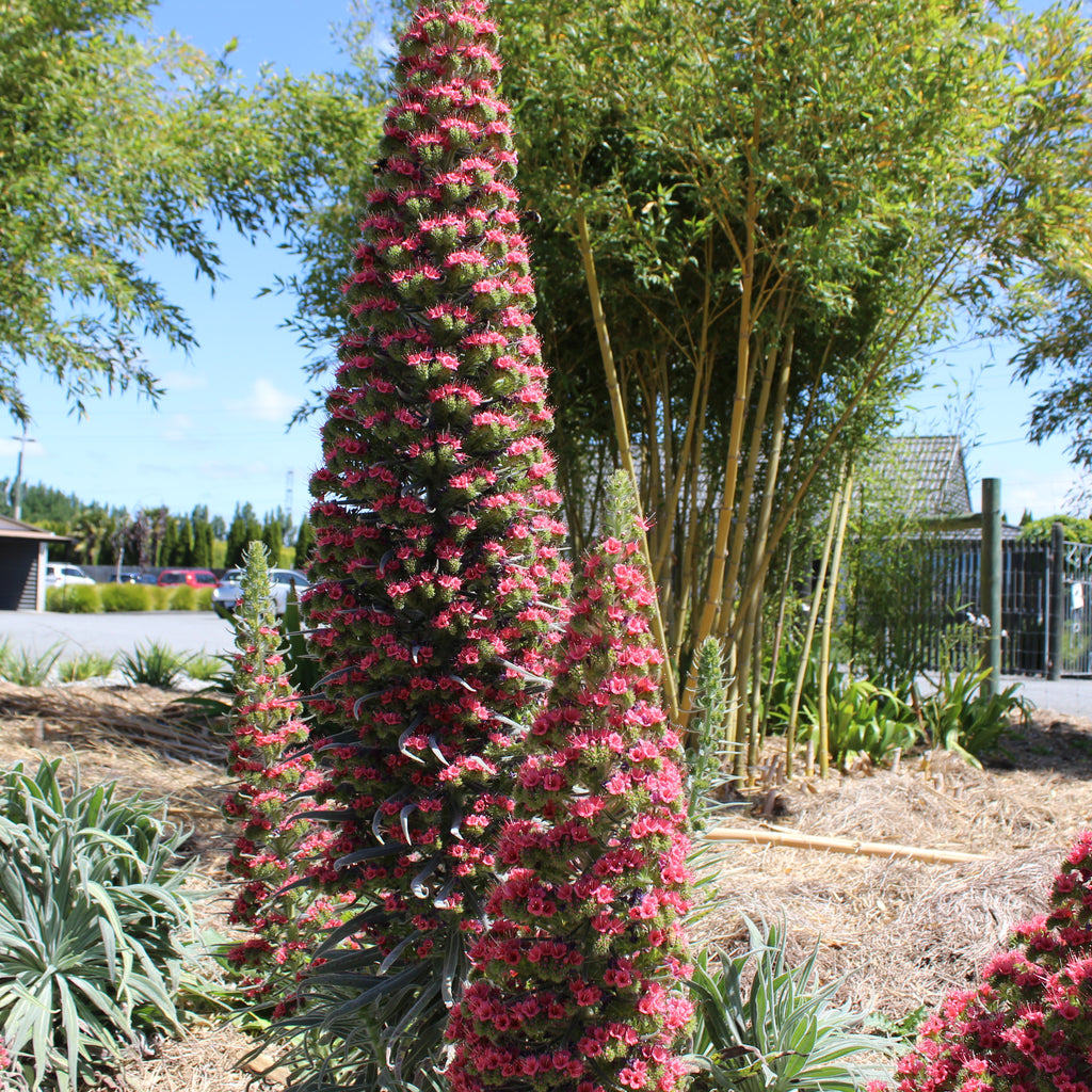 Echium wildpretii Image