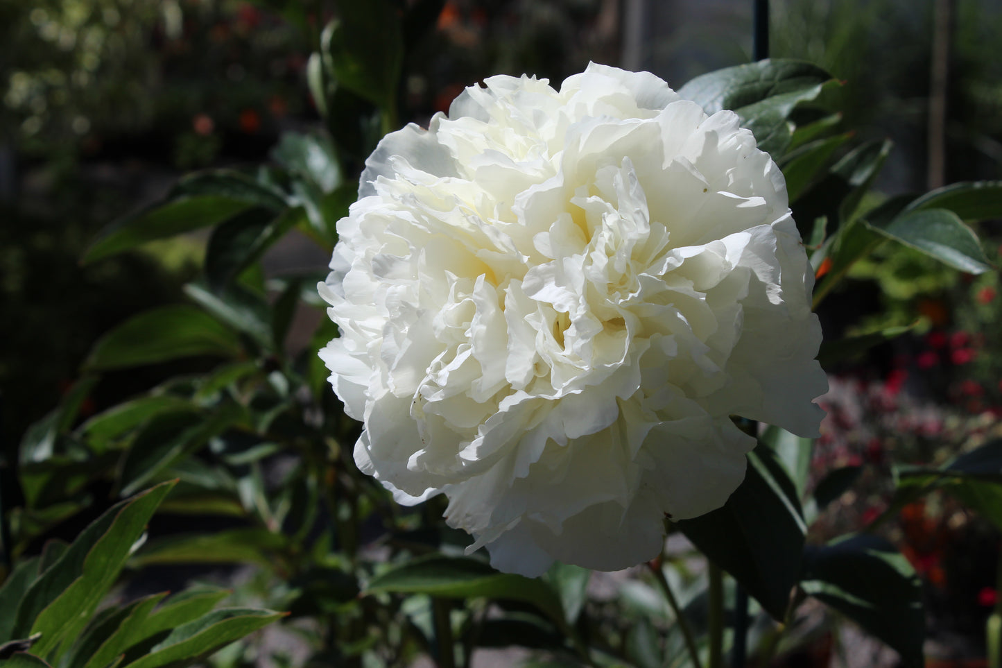 Paeonia Bridal Gown