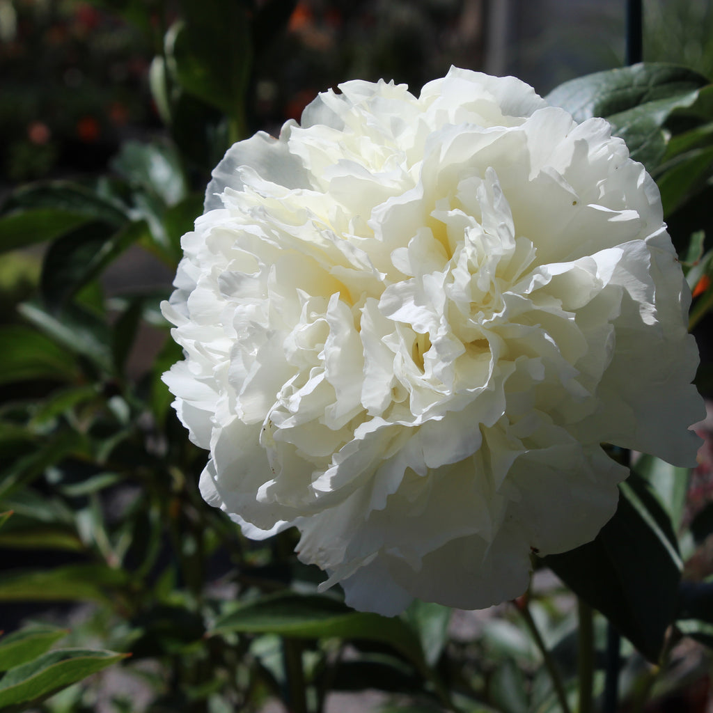 Paeonia Bridal Gown Image
