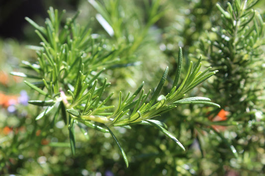 Rosmarinus lavandulaceus