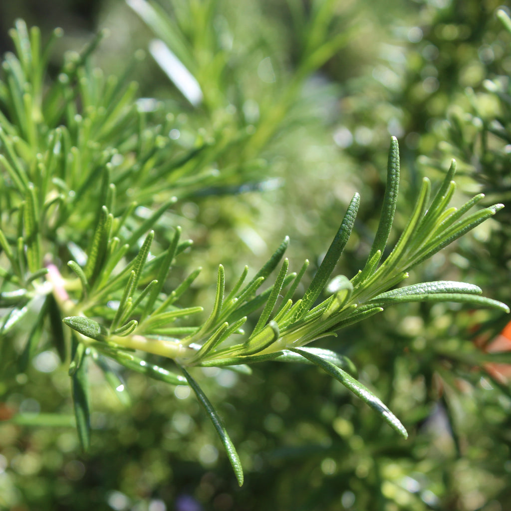 Rosmarinus lavandulaceus Image