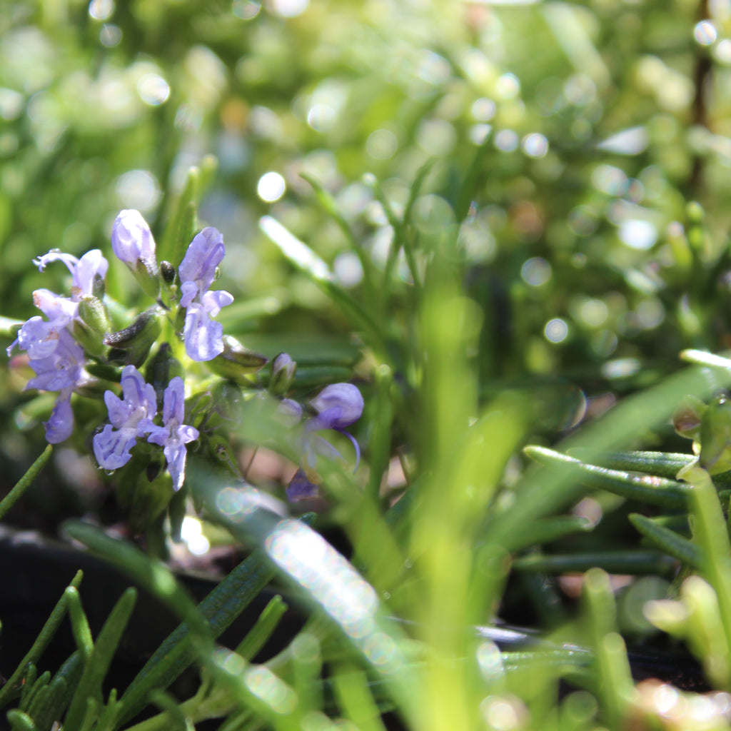 Rosmarinus lavandulaceus Image