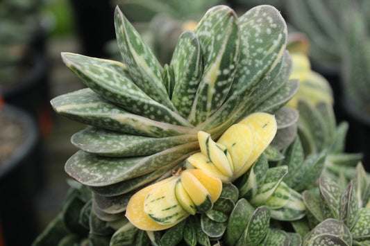 Gasteria Species