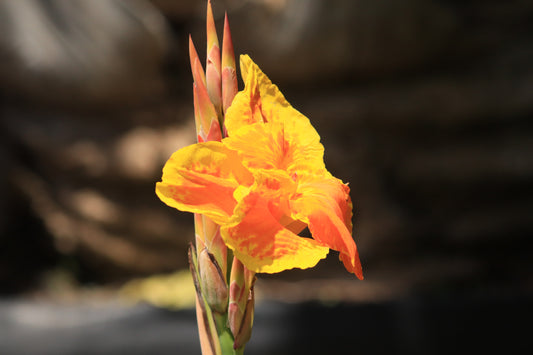 Canna Tropicana Gold