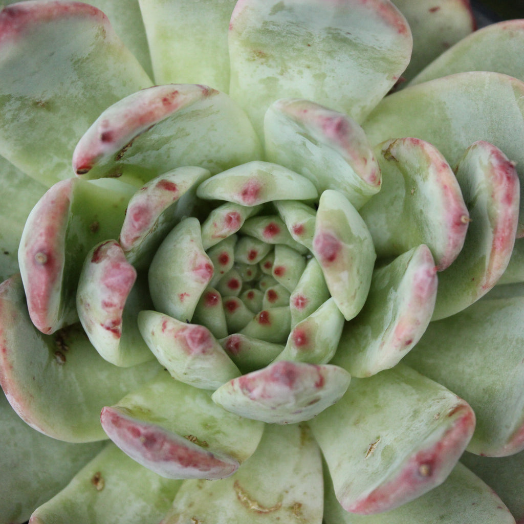 Echeveria Pink Bride Image