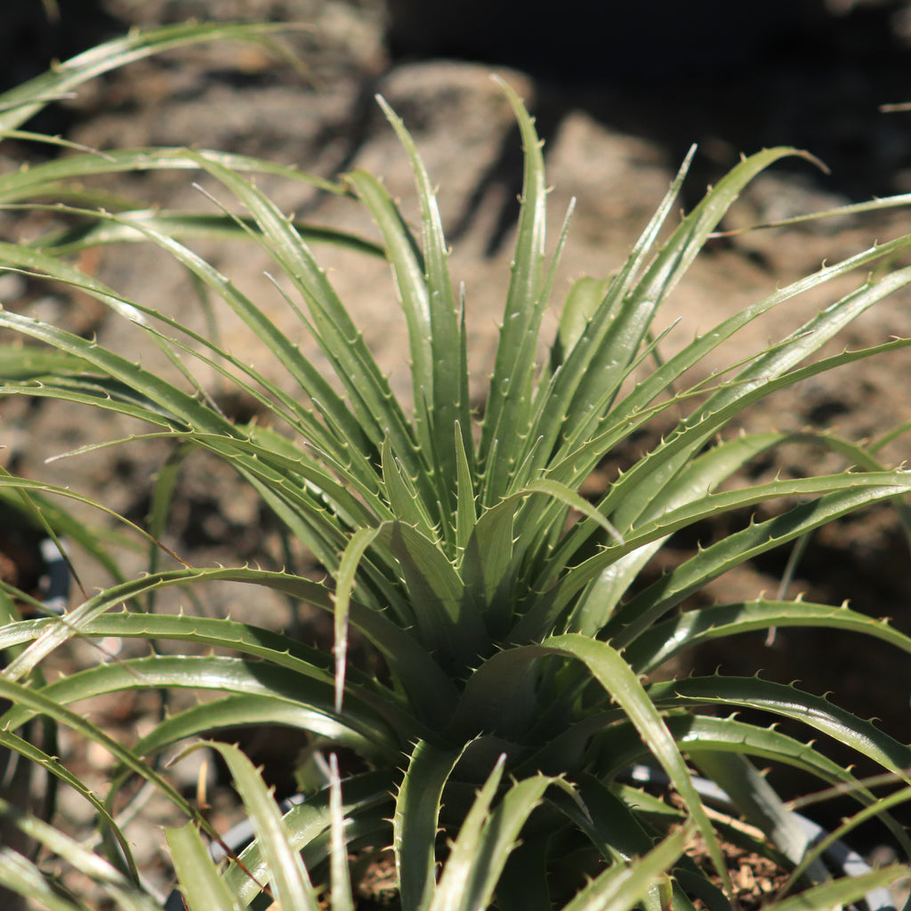 Puya Alpestris Image