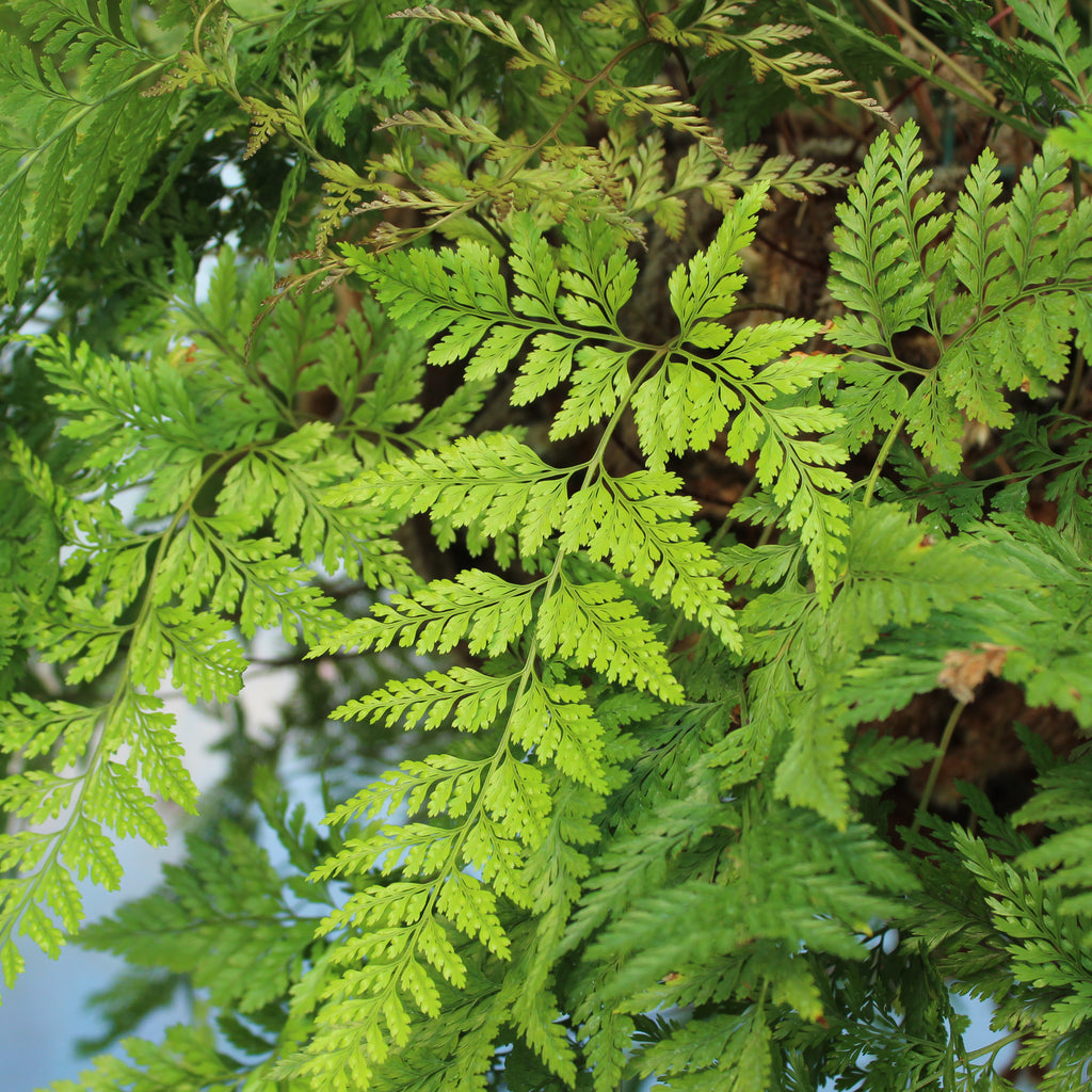 Davallia fejeensis Image