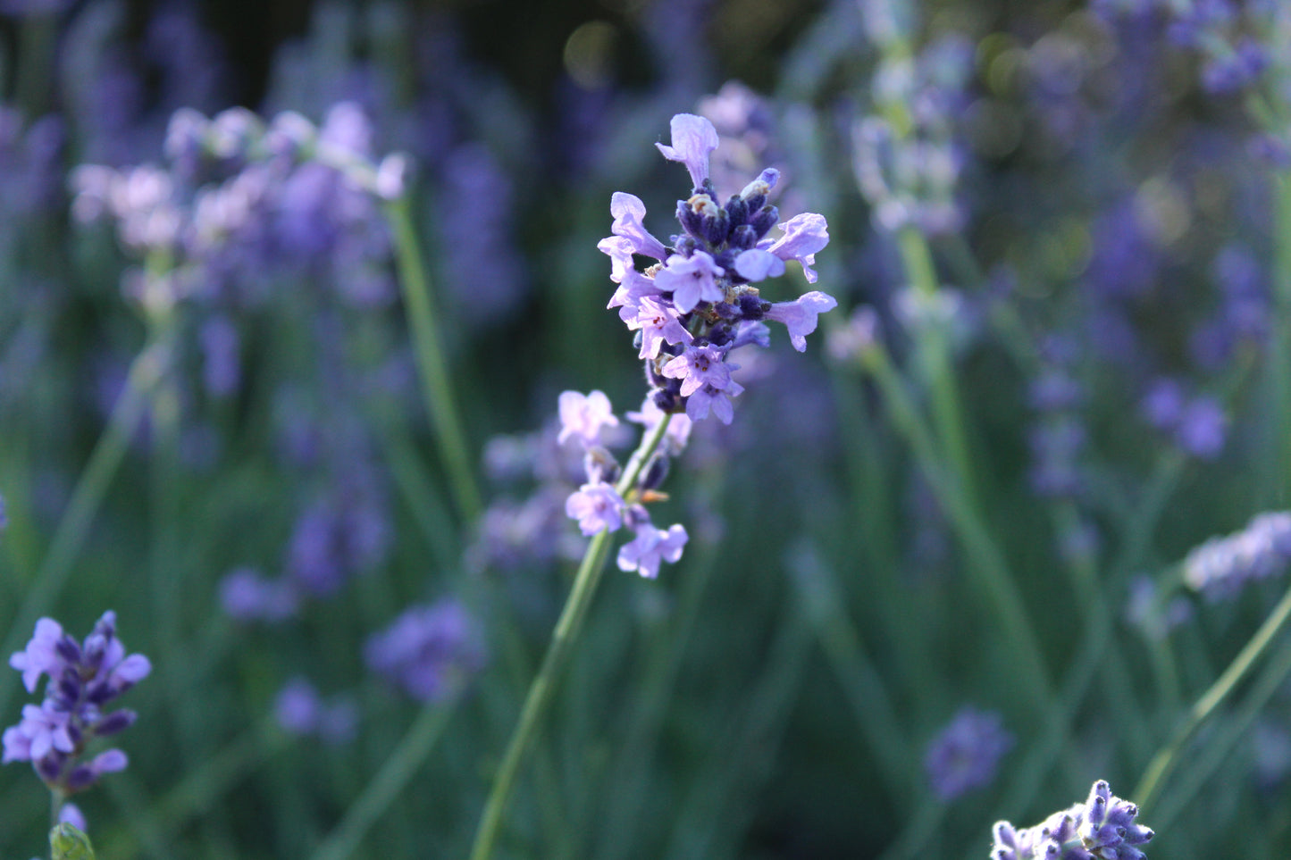 Lavandula angustifolia Hidcote