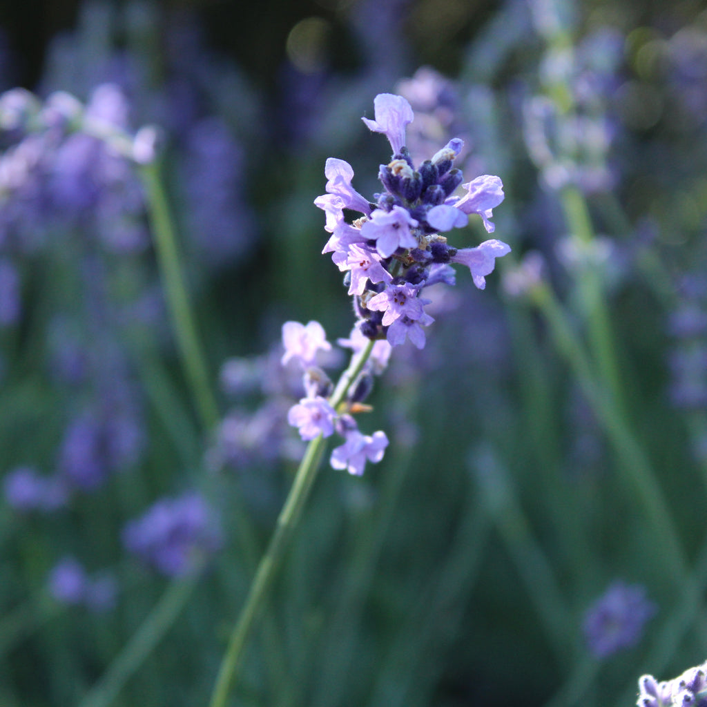 Lavandula angustifolia Hidcote Image