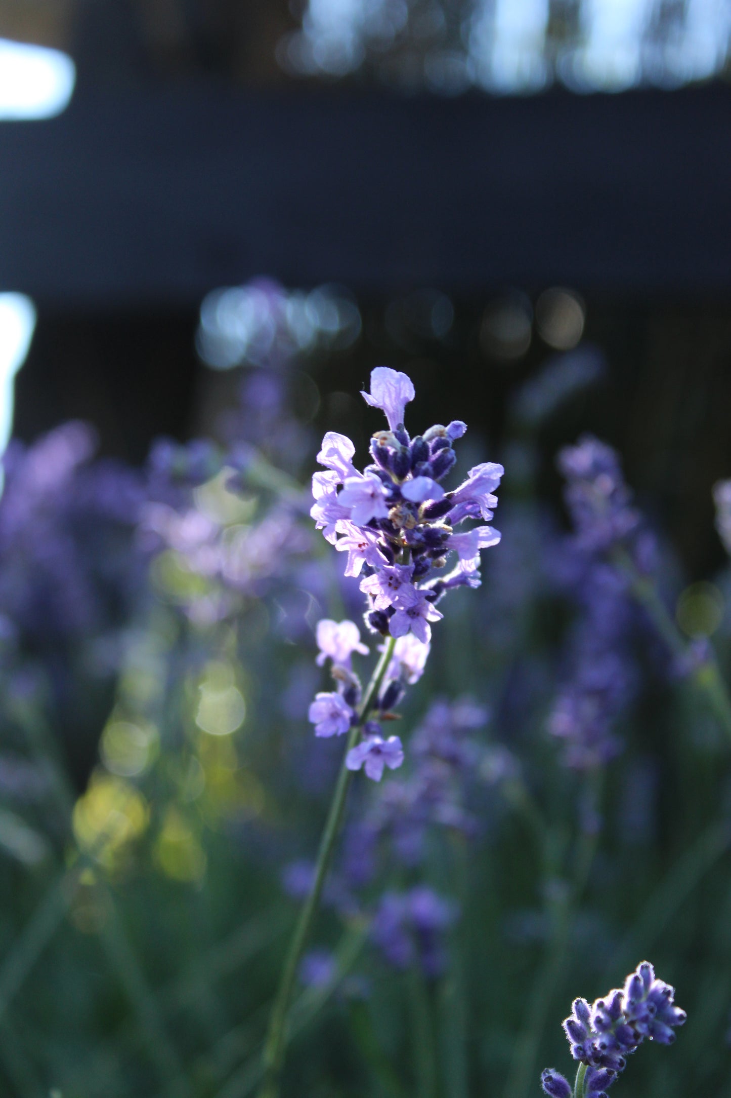 Lavandula angustifolia Hidcote