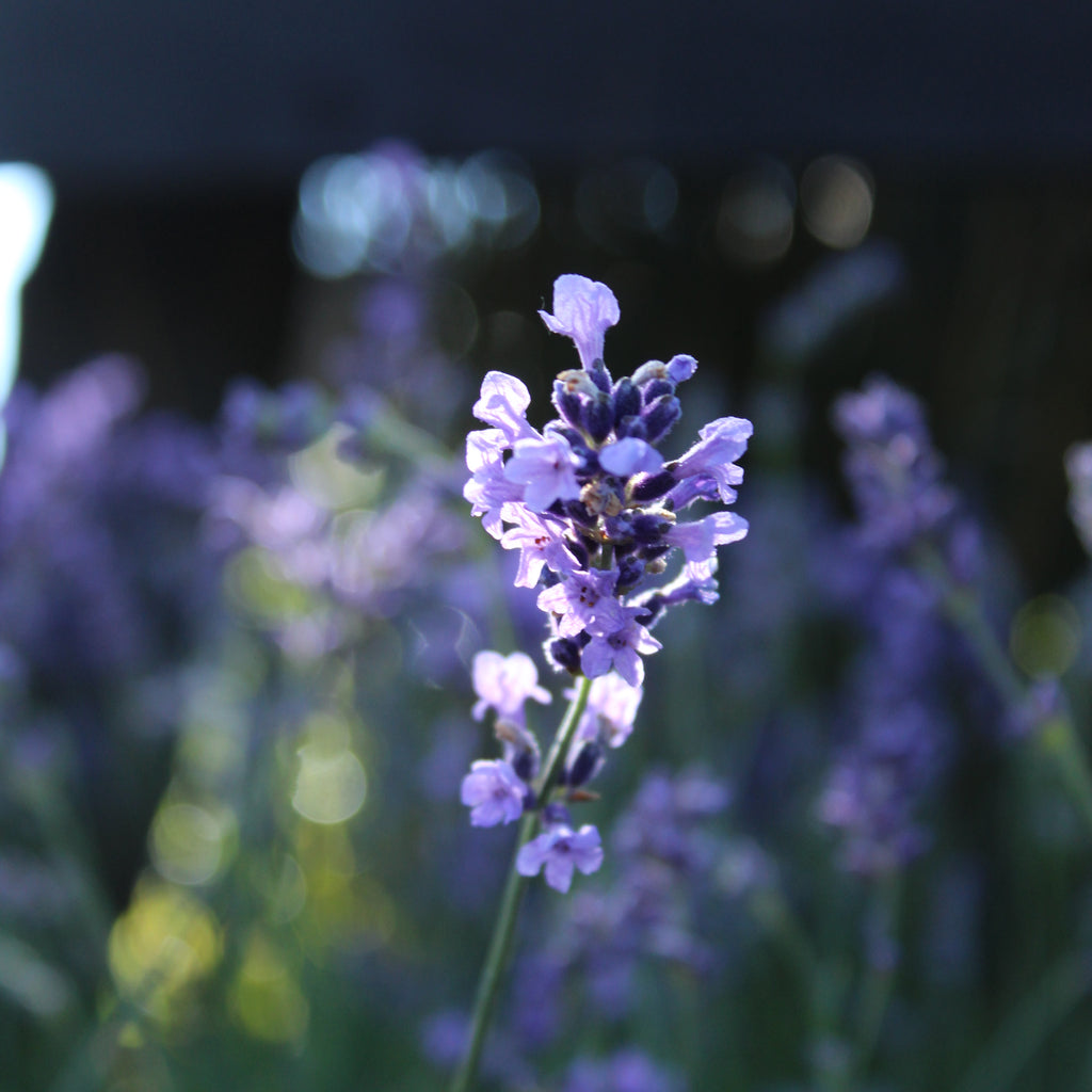 Lavandula angustifolia Hidcote Image