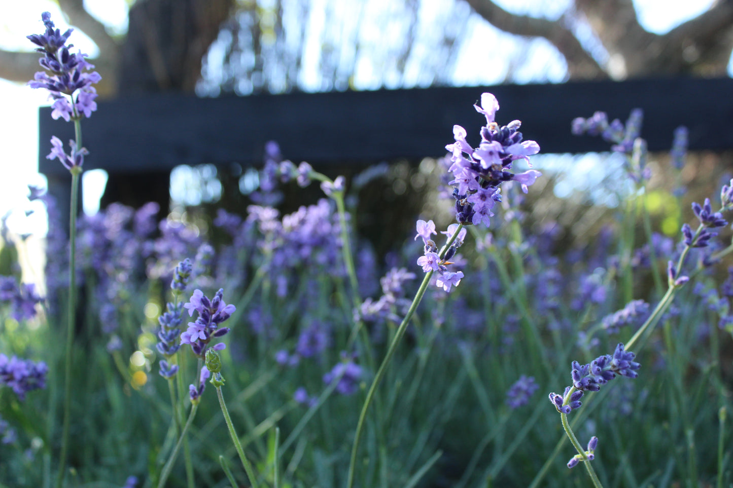 Lavandula angustifolia Hidcote