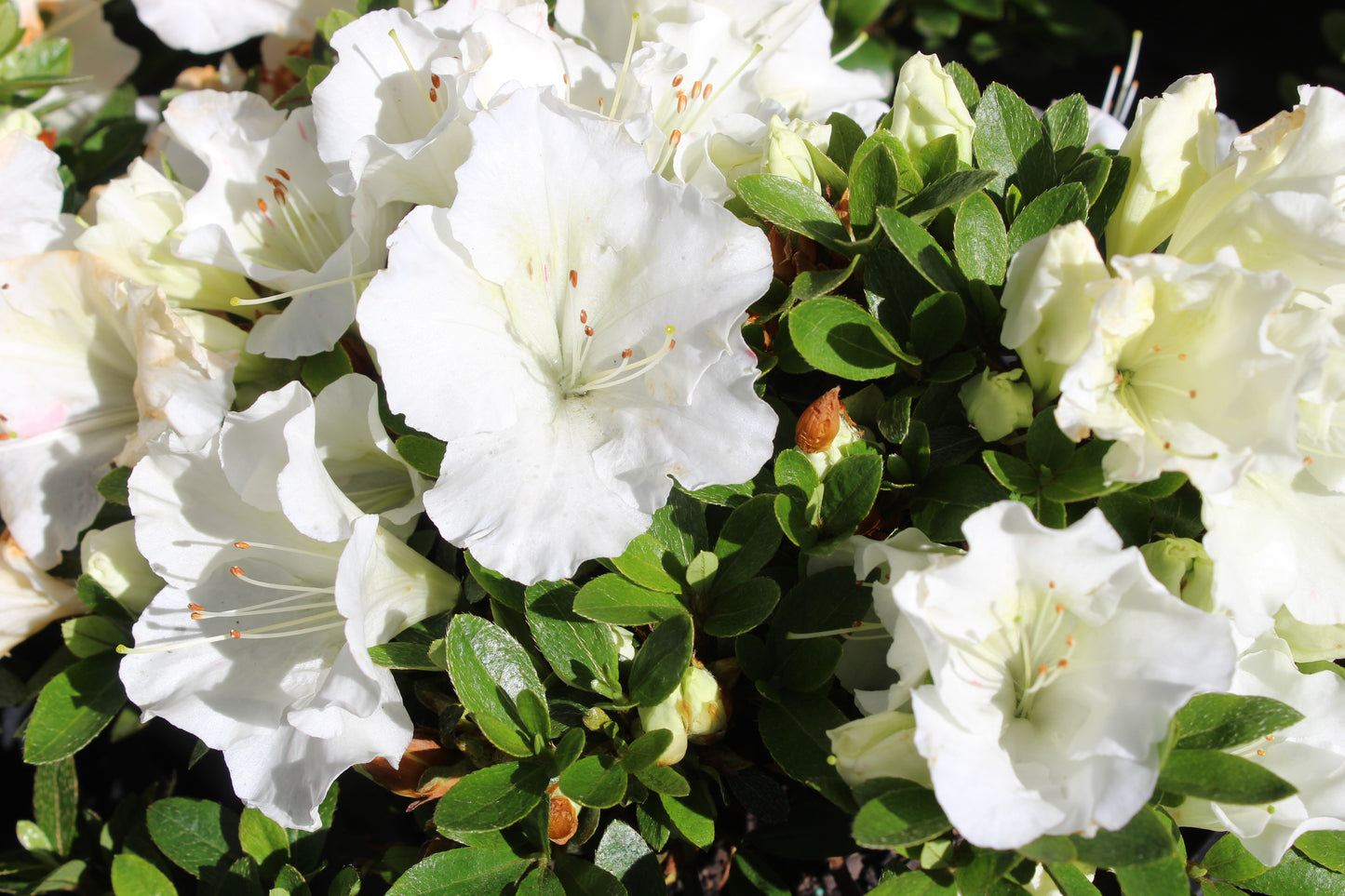 Azalea Gumpo White