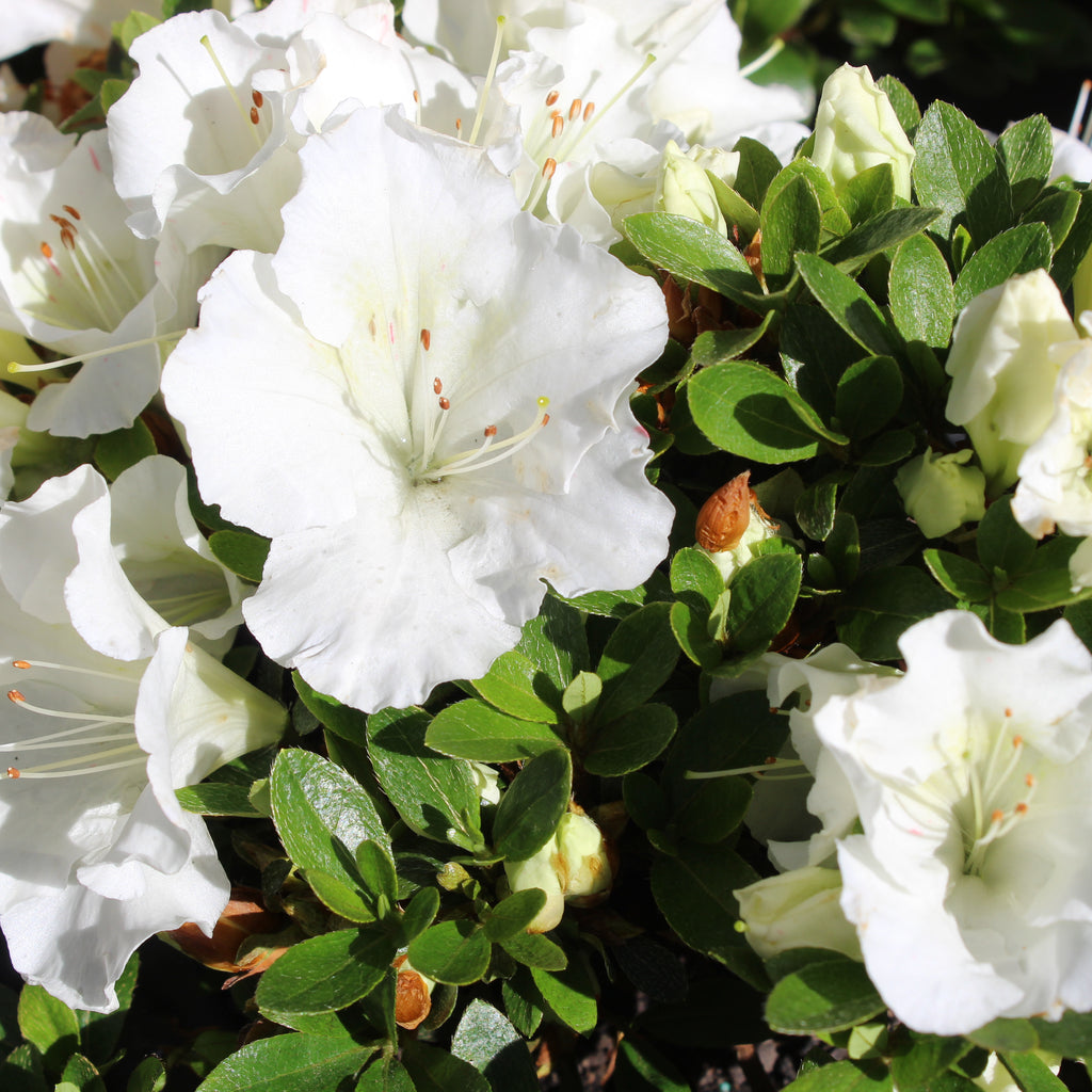 Azalea Gumpo White Image