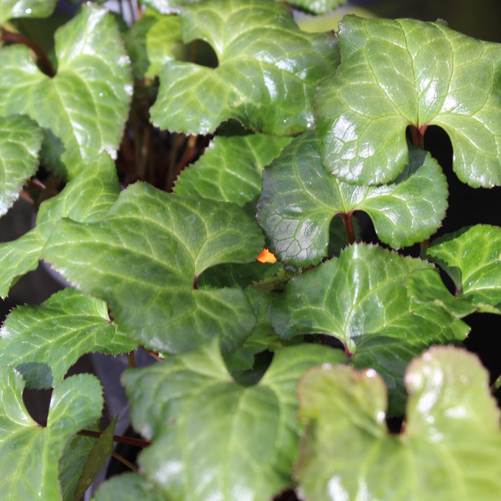 Beesia calthifolia Image