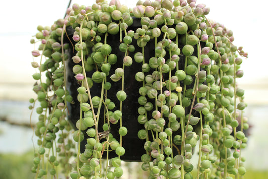 Senecio rowleyanus Variegata