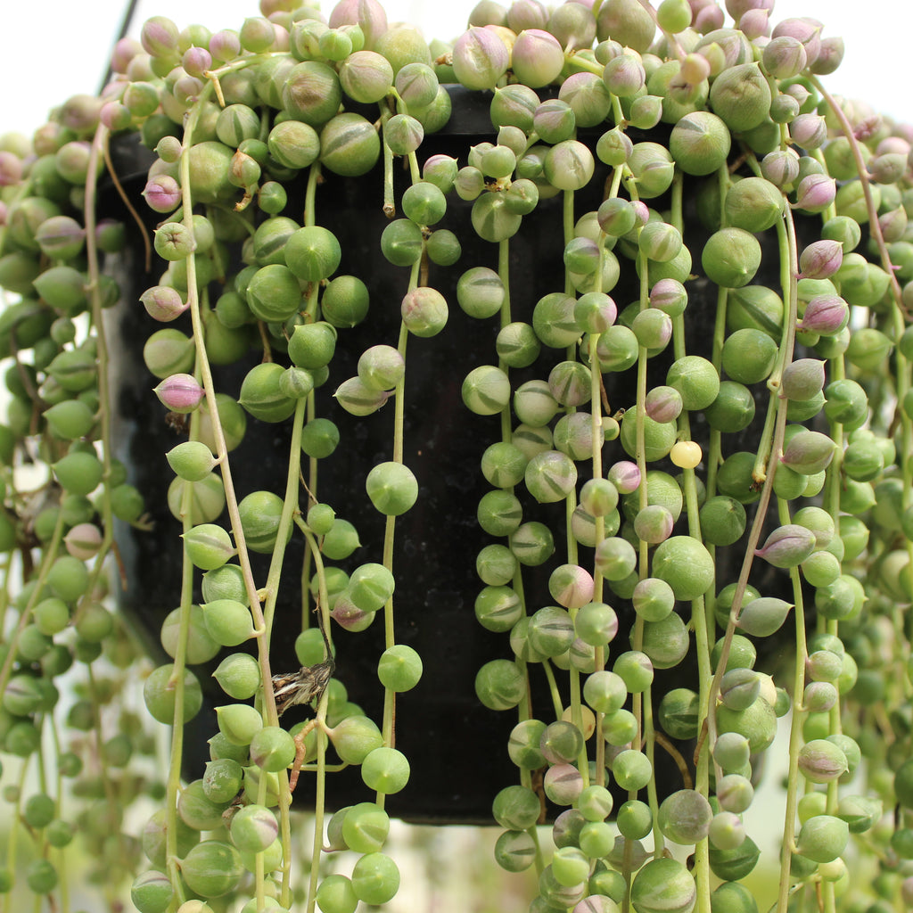 Senecio rowleyanus Variegata Image