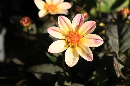 Dahlia Happy Cream