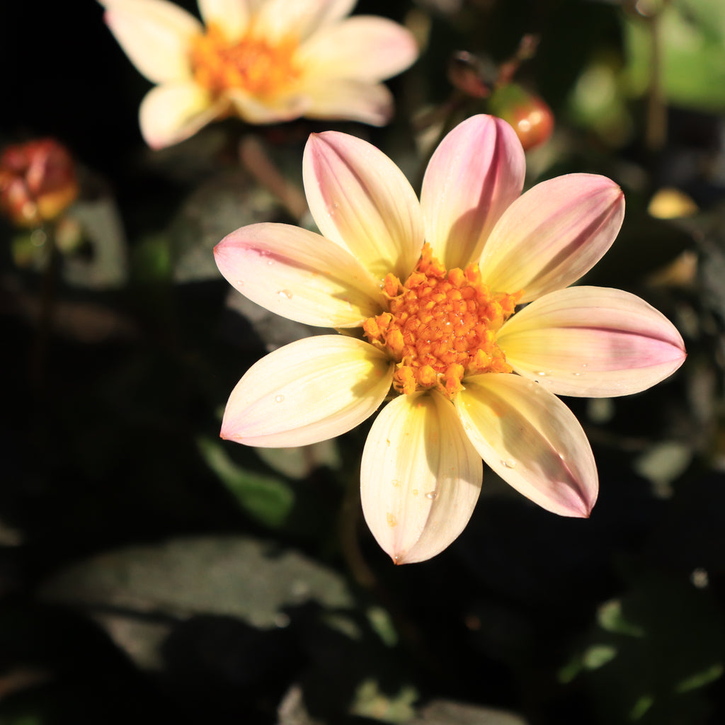 Dahlia Happy Cream Image