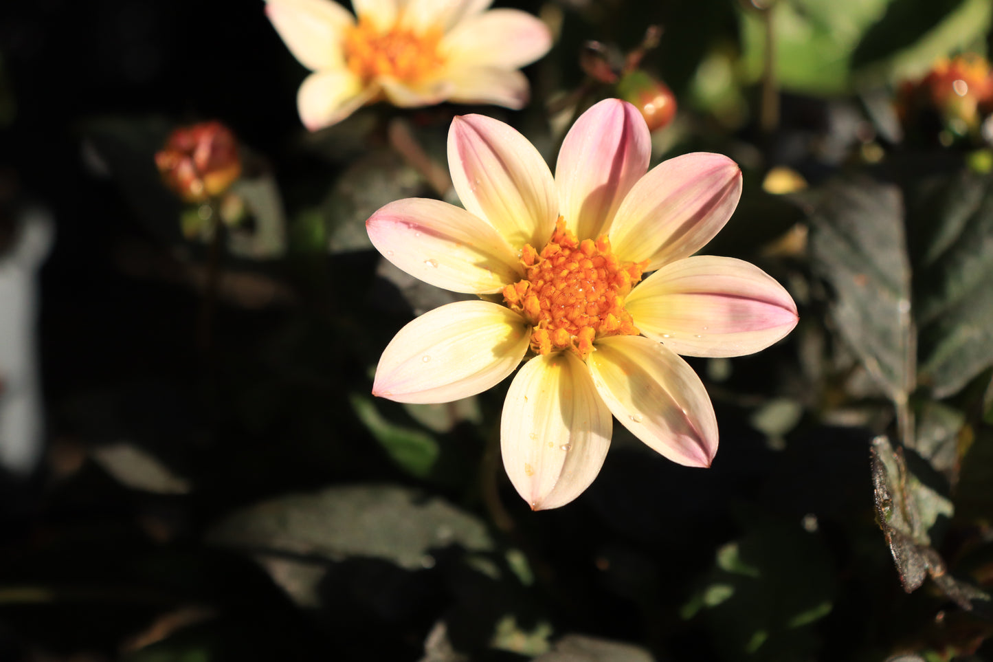 Dahlia Happy Cream