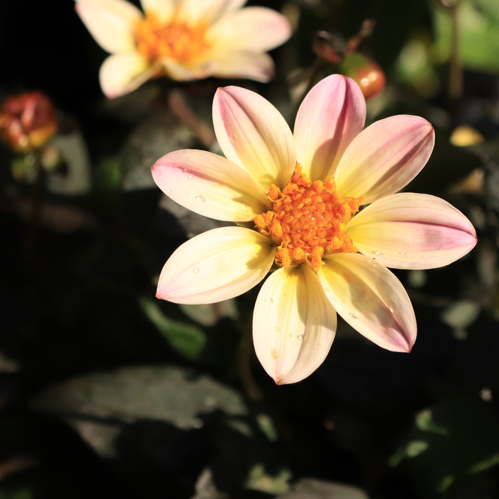 Dahlia Happy Cream Image