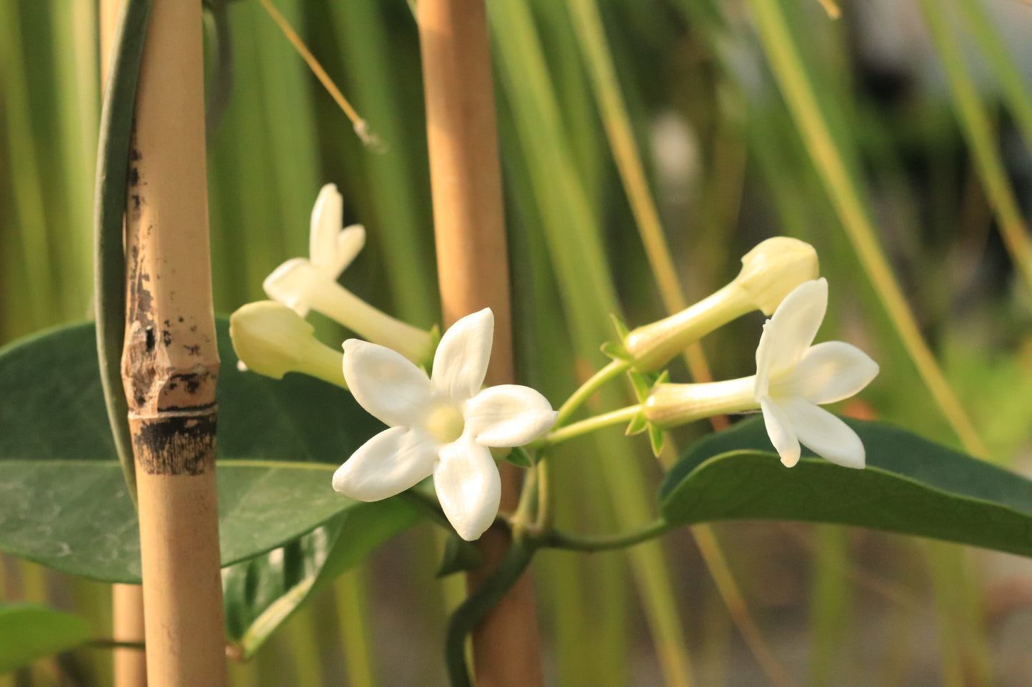 Stephanotis Floribunda