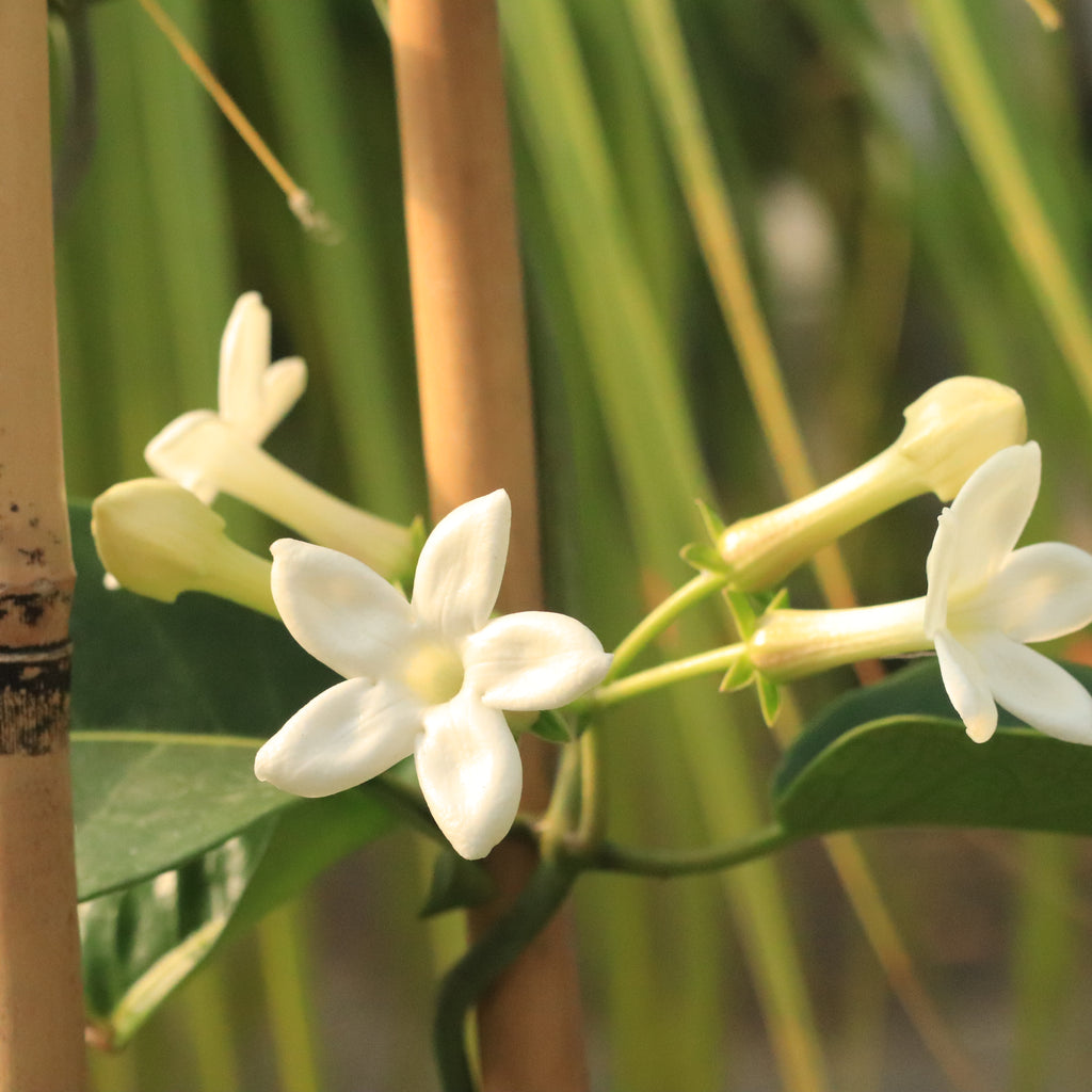 Stephanotis Floribunda Image