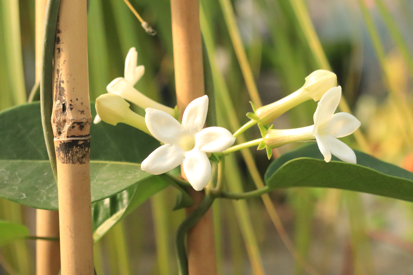 Stephanotis Floribunda