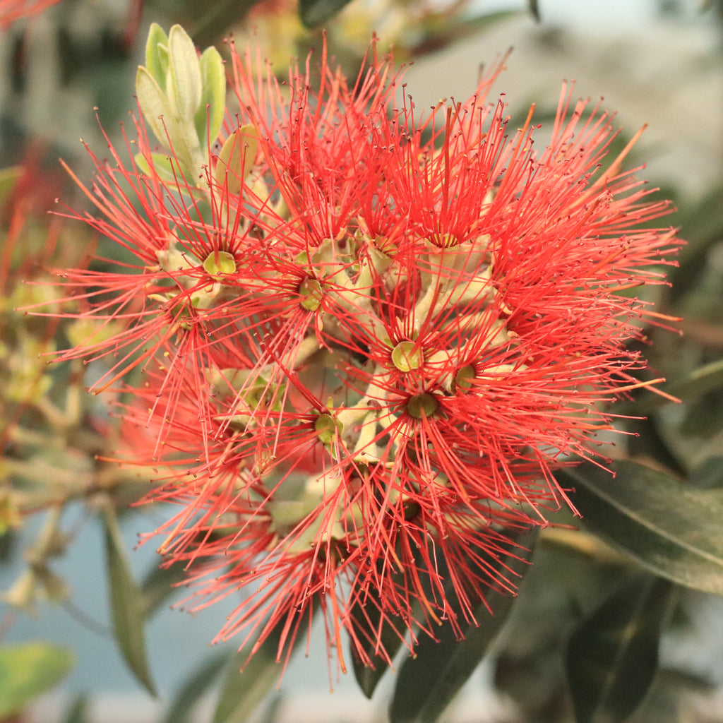 Metrosideros excelsa Fire Mountain Image