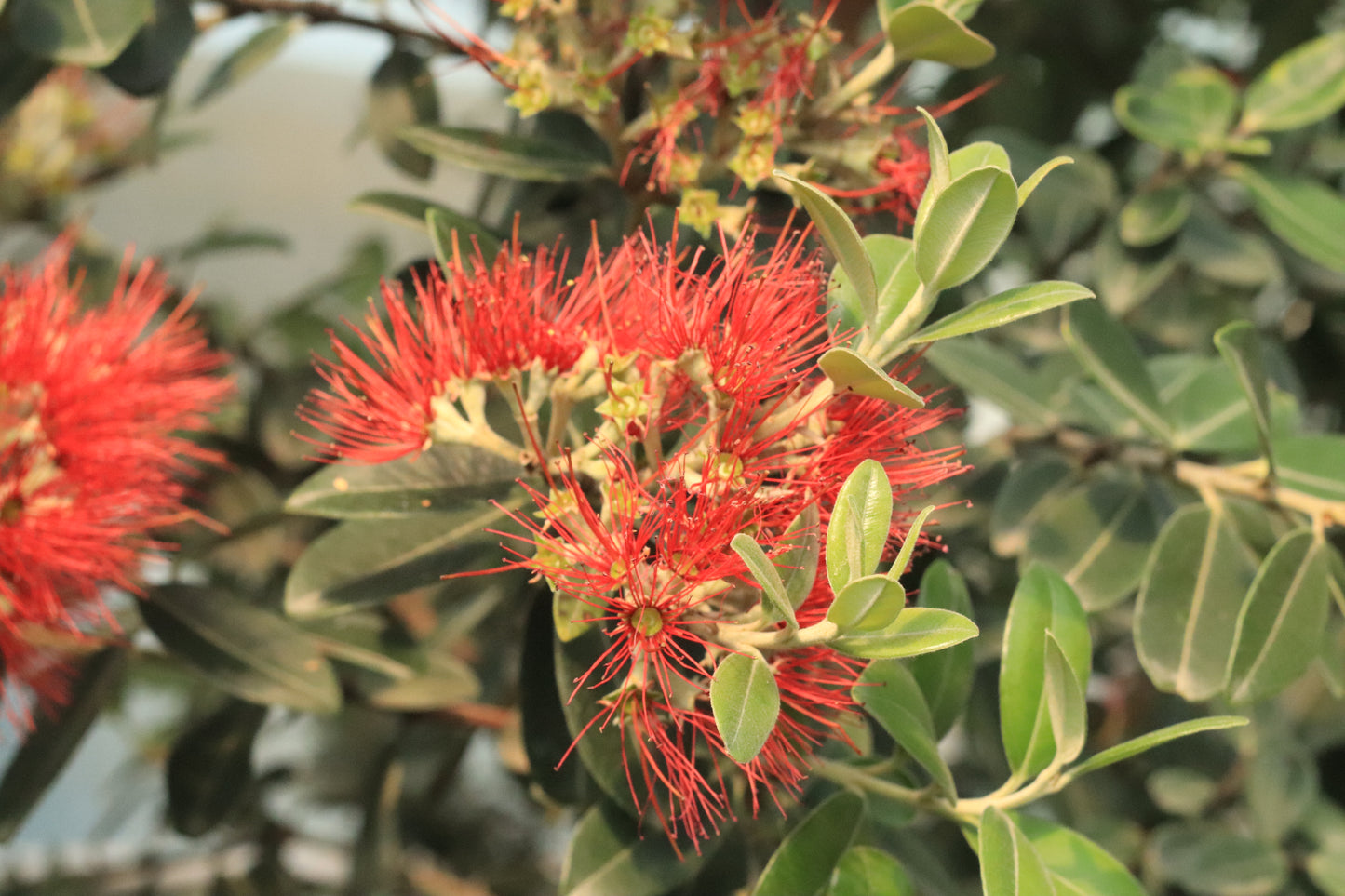Metrosideros excelsa Fire Mountain