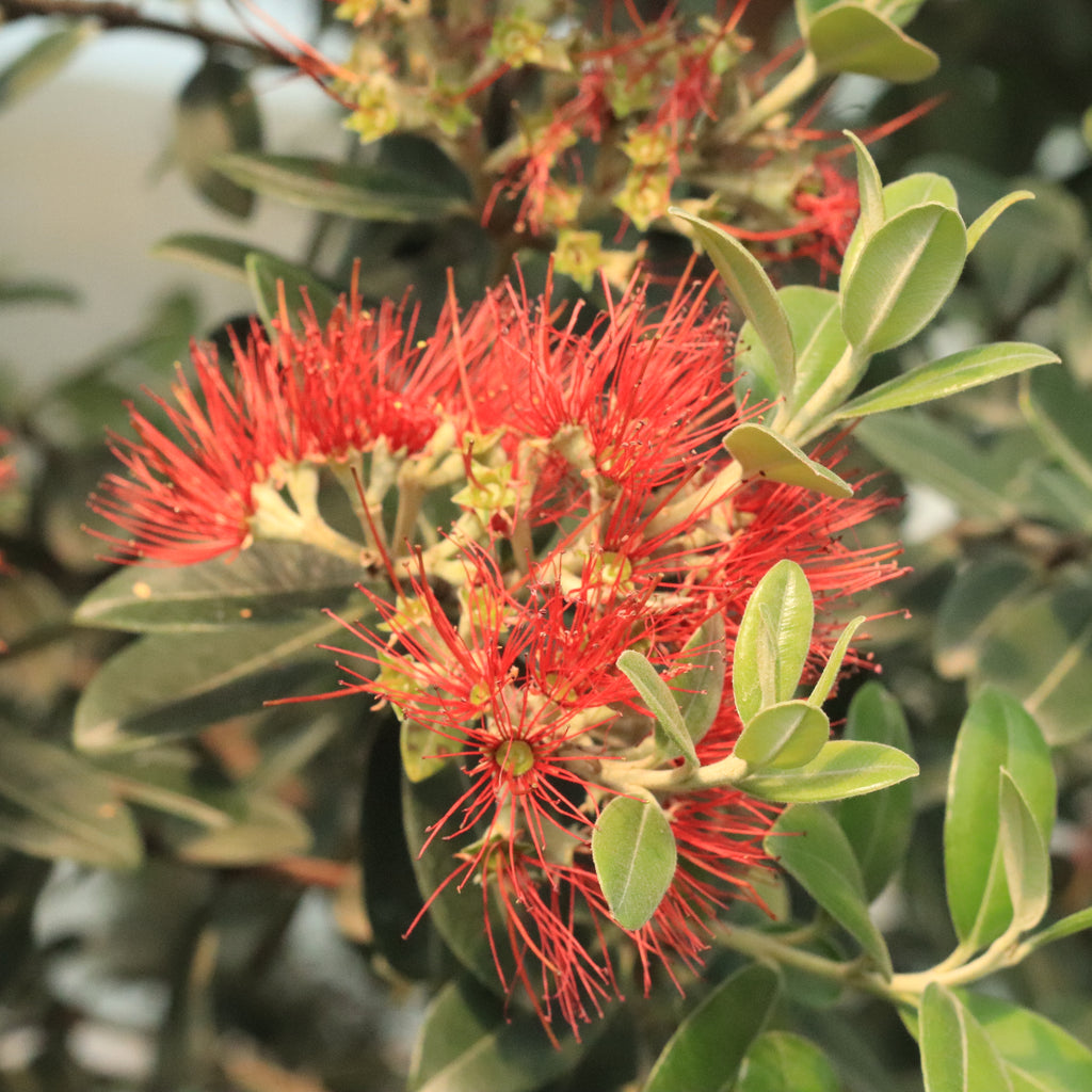 Metrosideros excelsa Fire Mountain Image