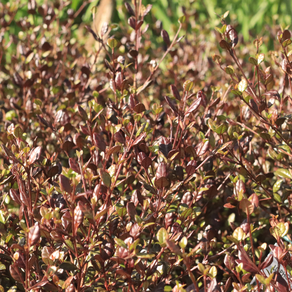 Lophomyrtus Red Dragon Image