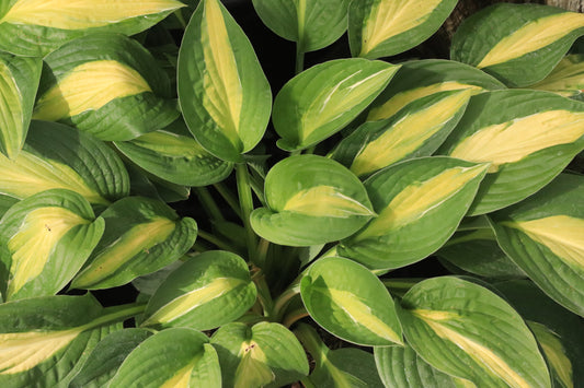 Hosta Striptease