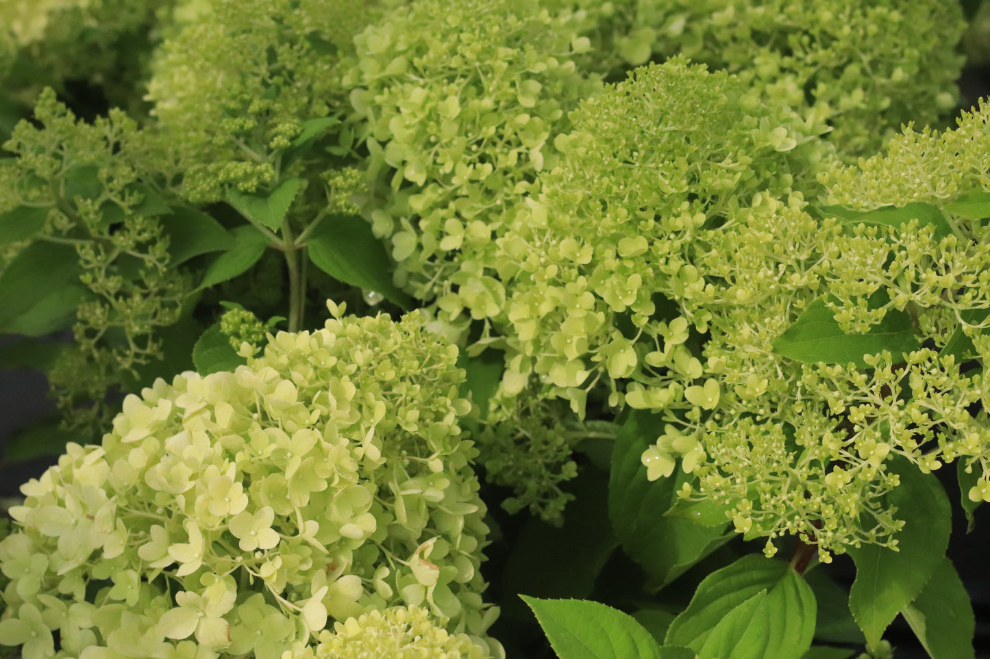 Hydrangea paniculata Limelight