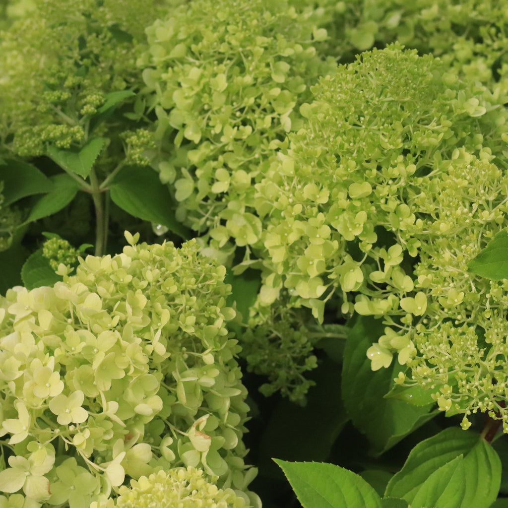 Hydrangea paniculata Limelight Image