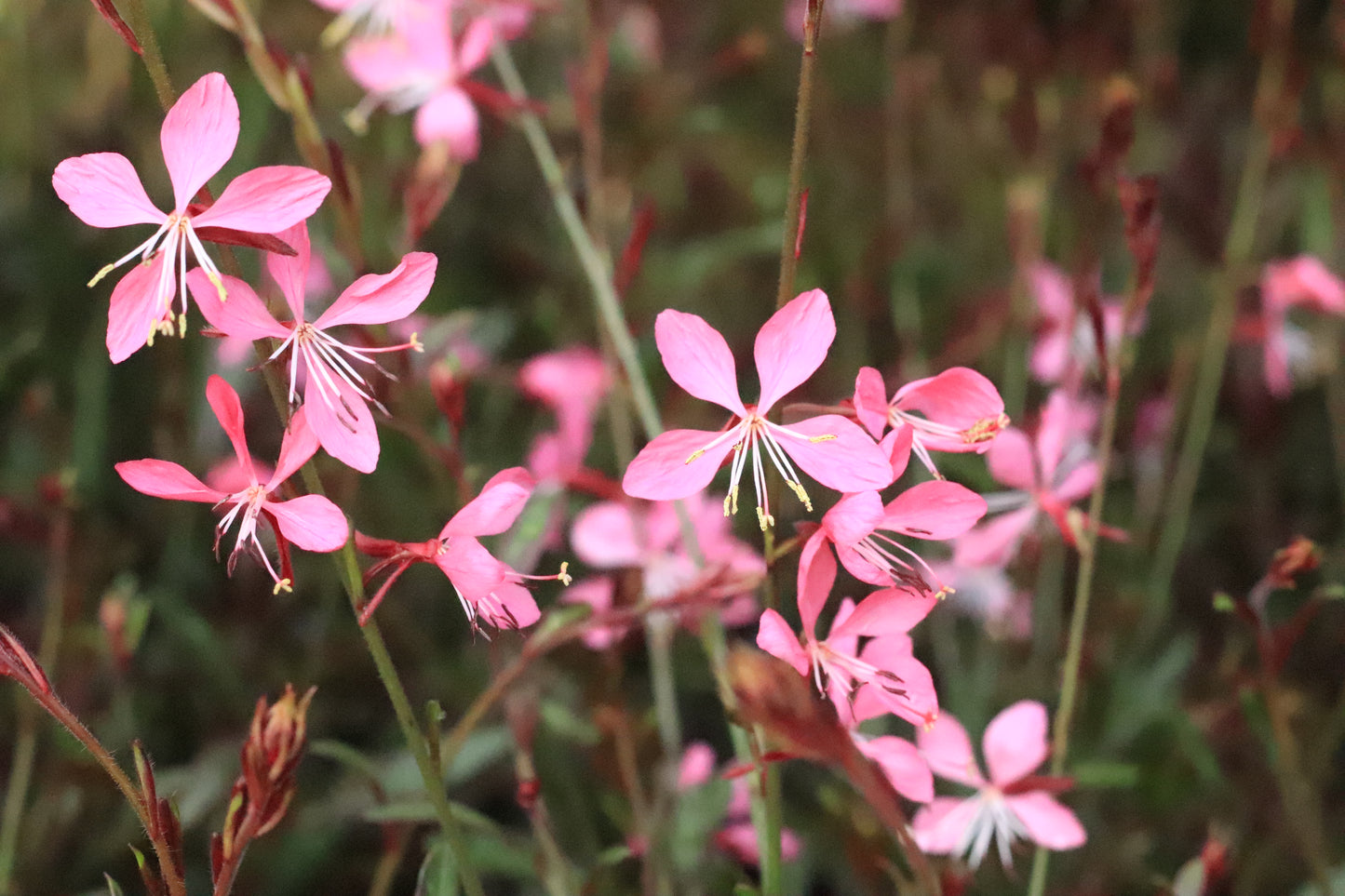 Gaura lindheimeri Rose