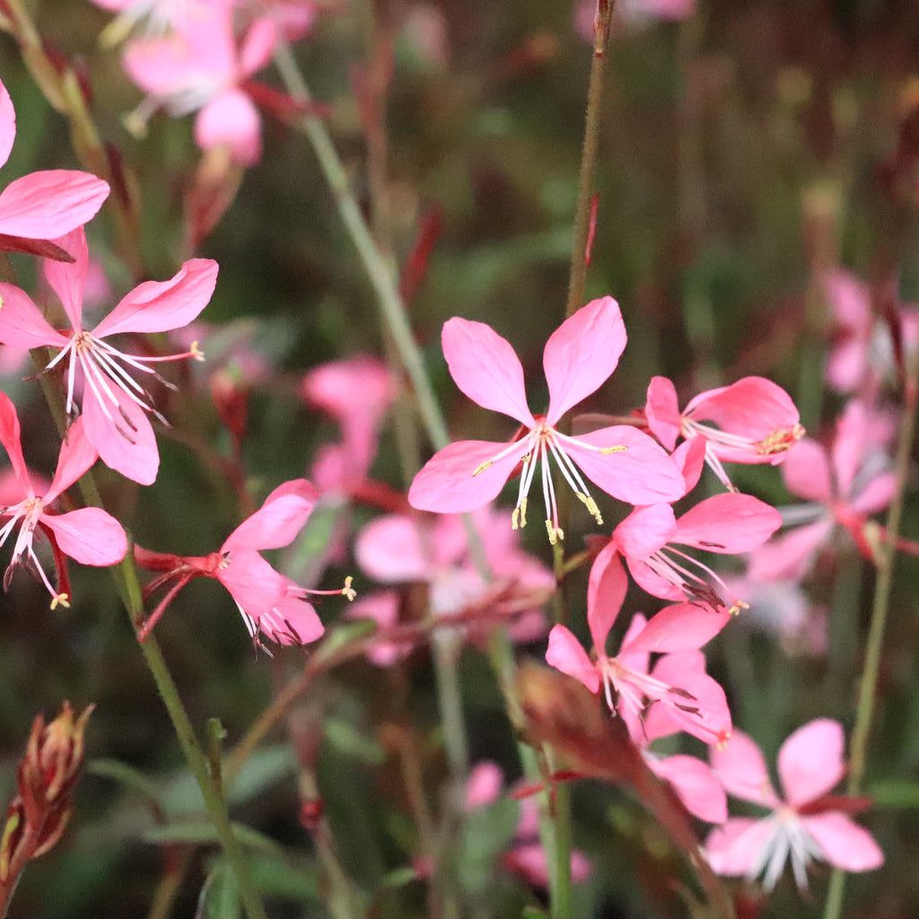 Gaura lindheimeri Rose Image