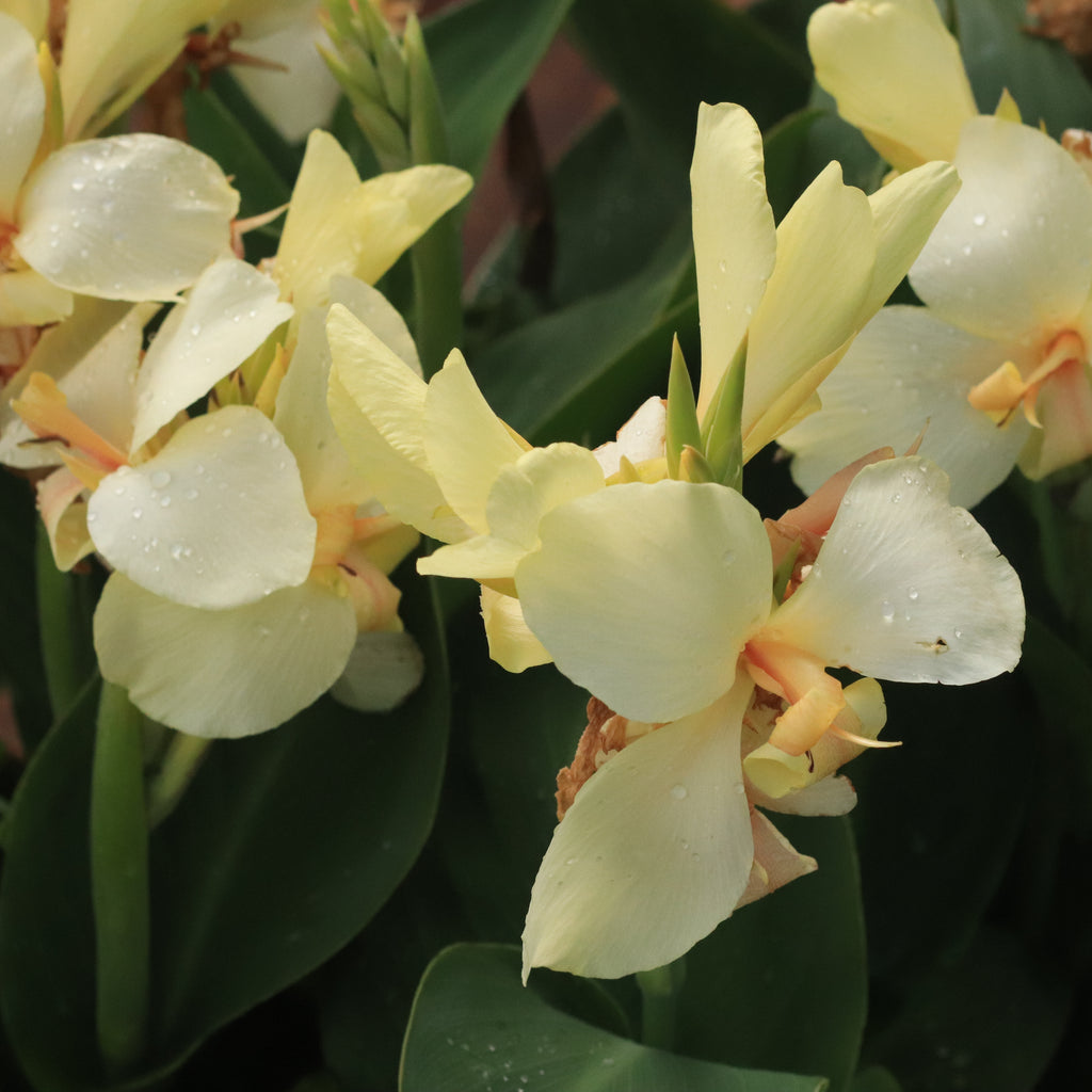 Canna Cream Ambassador Image