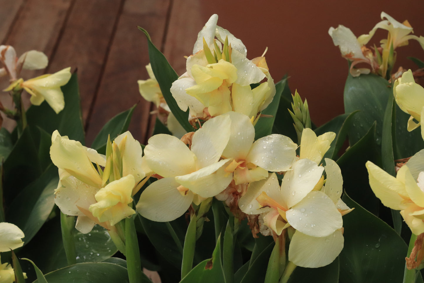 Canna Cream Ambassador