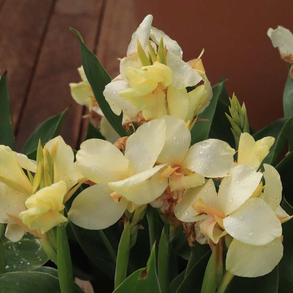 Canna Cream Ambassador Image