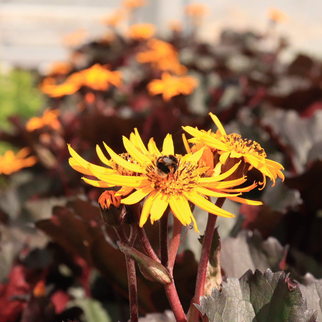 Ligularia dentata Red Devil Image